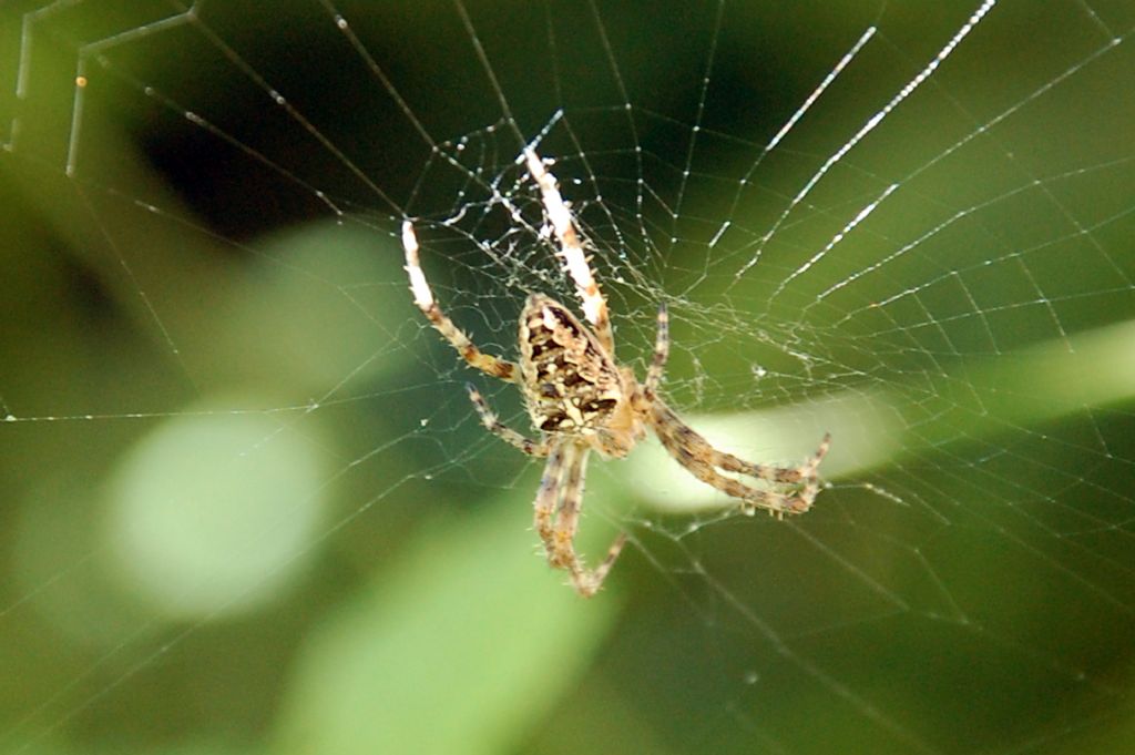 Araneus diadematus - Conero (AN)
